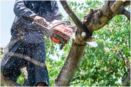 tree services Bartolo